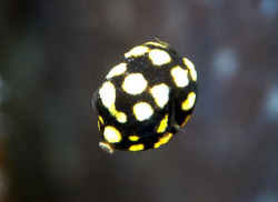 Juvenille Smooth Trunkfish? This little fish was the size... by Terry Moore 
